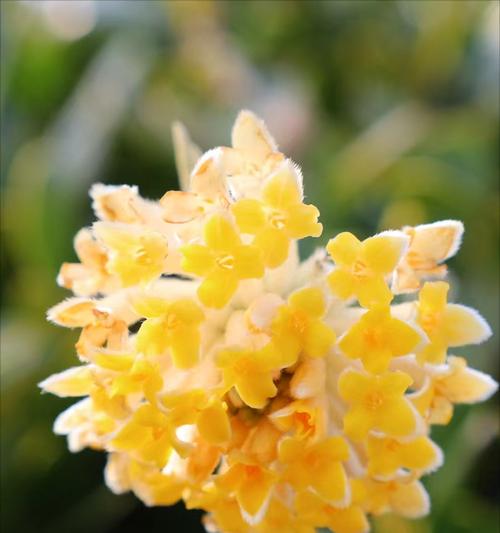 结香树的花语代表什么含义？