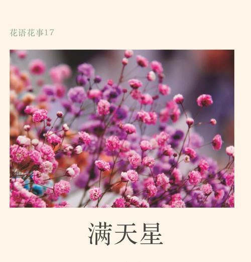 满天星花语和它的象征意义是什么？