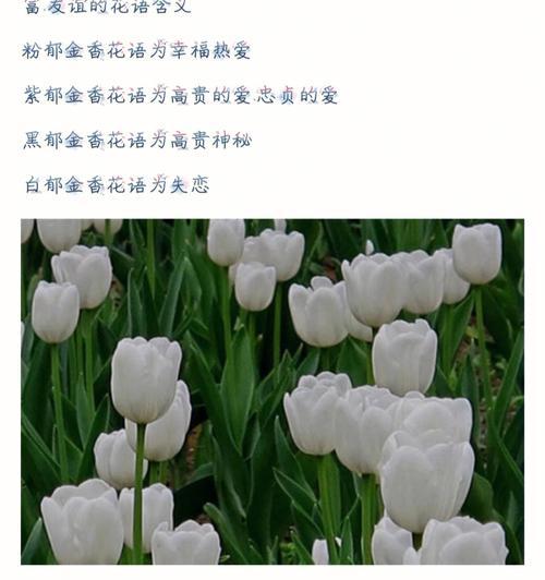 塔姬秋丽花语代表了哪些情感？