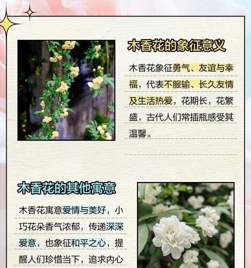 塔姬秋丽花语代表了哪些情感？