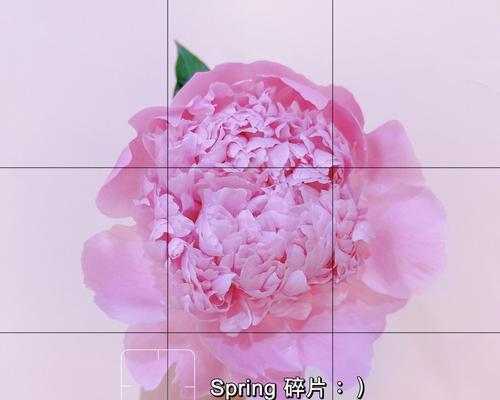九叶草的花语有何深意？
