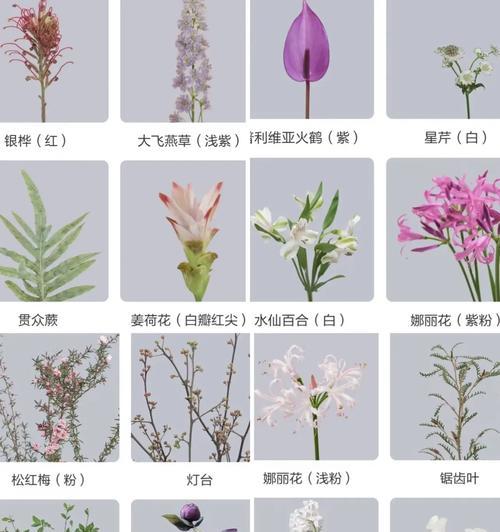 毛毛虫花的花语有哪些寓意？