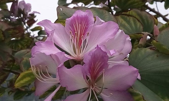 毛毛虫花的花语有哪些寓意？