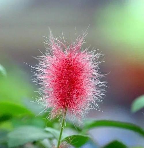 毛毛虫花的花语有哪些寓意？