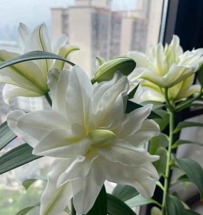 白合牡丹花语代表了什么？
