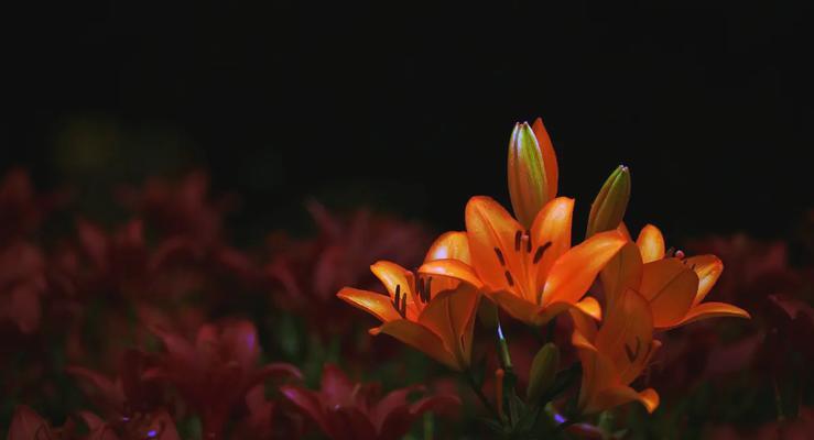 白合牡丹花语代表了什么？
