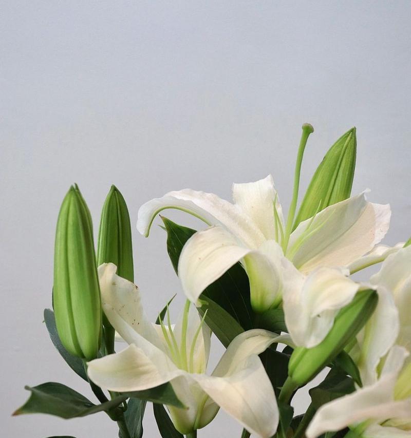 百合欢的花语象征着什么？