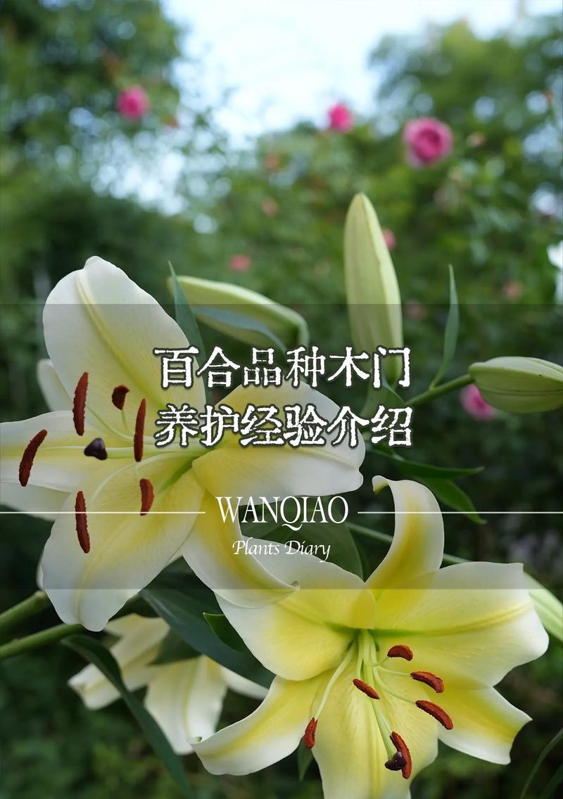 百合欢的花语象征着什么？