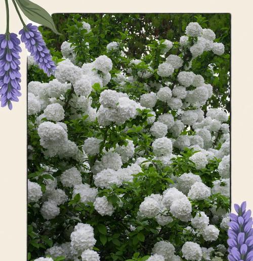 红洋绣球花语有哪些寓意？