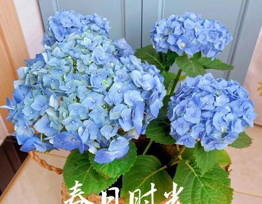 红洋绣球花语有哪些寓意？