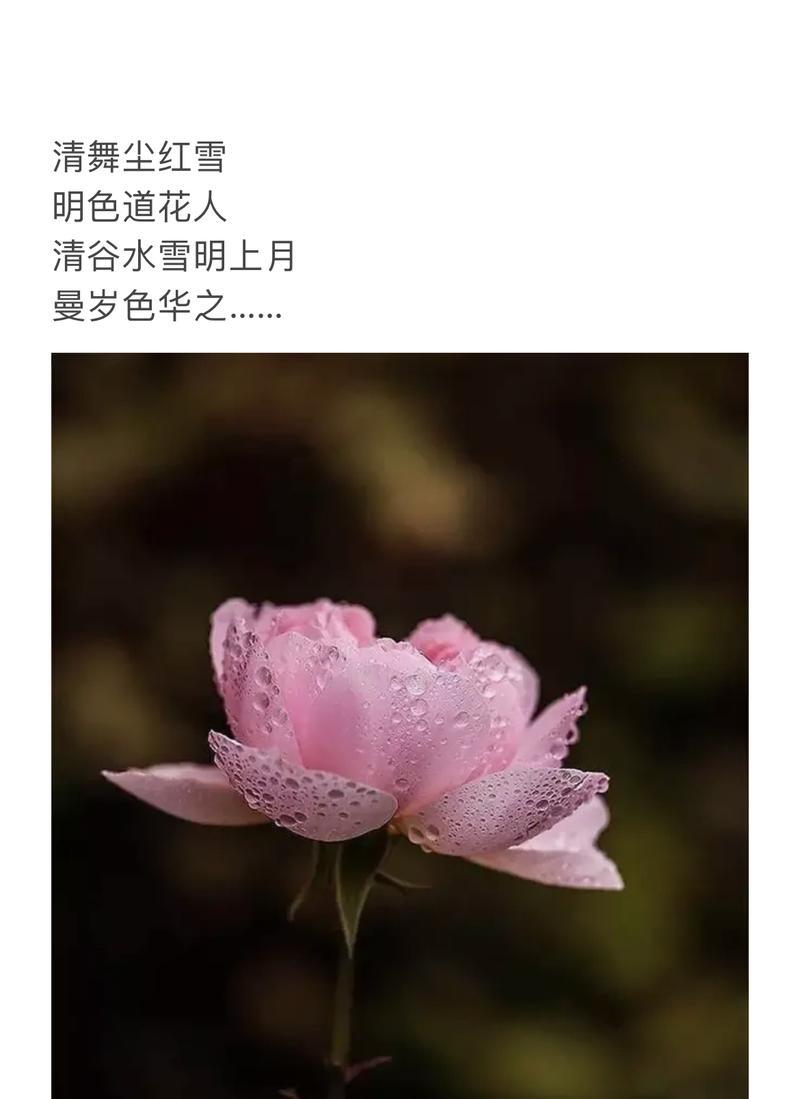红雪珠花的花语代表了哪些情感？