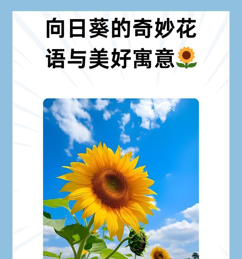 绿向日葵花语象征着什么？