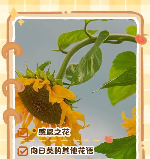 绿向日葵花语象征着什么？