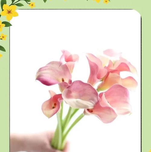 海竽花的花语有何特别之处？