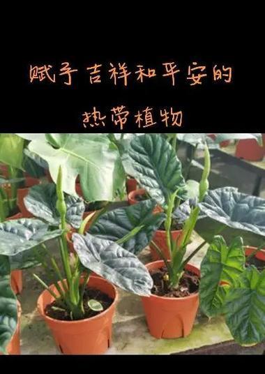 海竽花的花语有何特别之处？