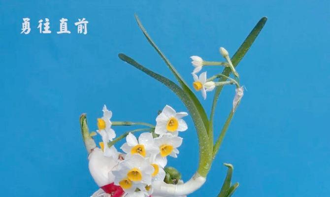 雕刻水仙花语有何深意？