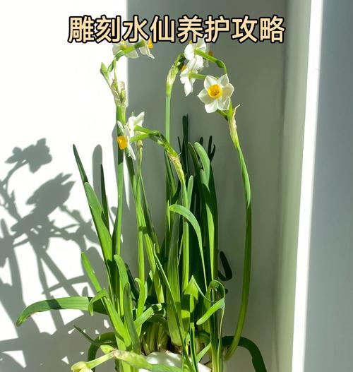 雕刻水仙花语有何深意？