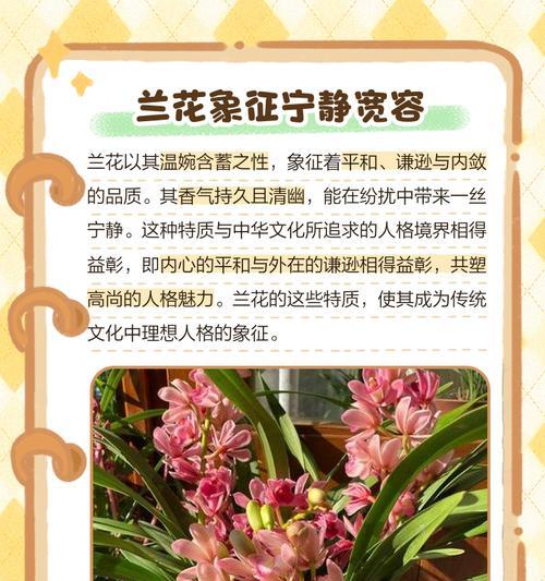 解角兰花的花语象征着什么？