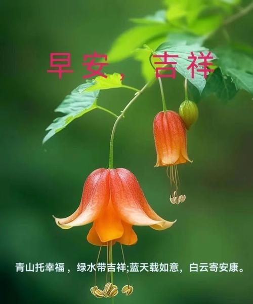 解角兰花的花语象征着什么？