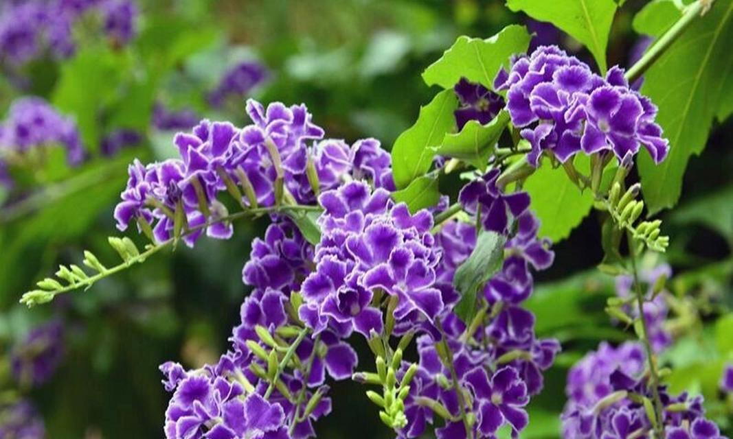 红雪珠花花语代表了哪些情感？
