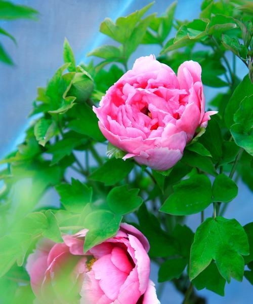 洛阳花的花语是什么？如何表达爱意？