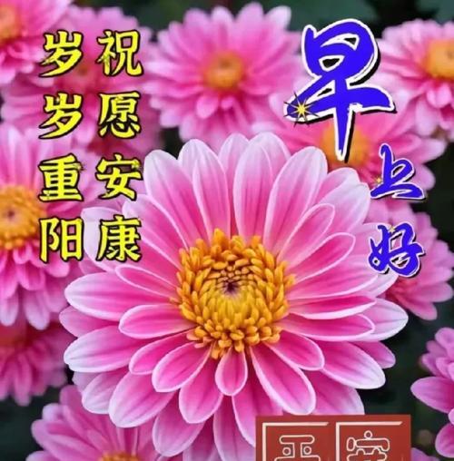 菊花的花语是什么？如何选择菊花表达祝福？