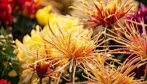 菊花的花语是什么？如何选择菊花表达祝福？