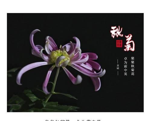 菊花的花语是什么？如何选择菊花表达祝福？