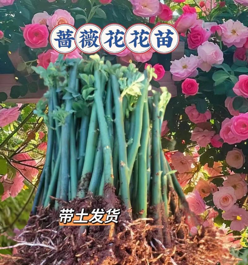 橙蔷薇花语有何深意？如何用橙蔷薇表达爱？