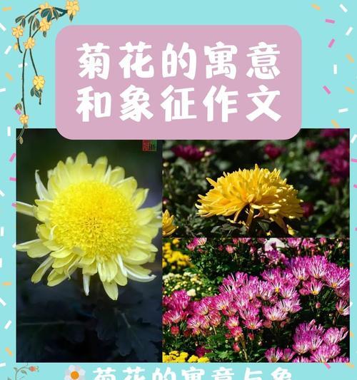 白紫茉莉的花语是什么？如何用它传递情感？