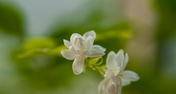 白紫茉莉的花语是什么？如何用它传递情感？