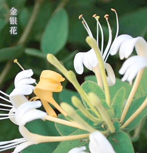 金银木花语有何寓意？如何用金银木表达祝福？