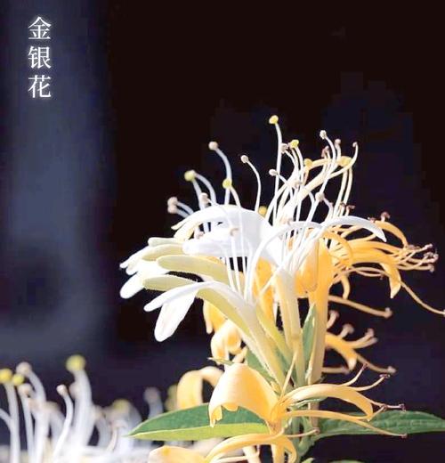 金银木花语有何寓意？如何用金银木表达祝福？