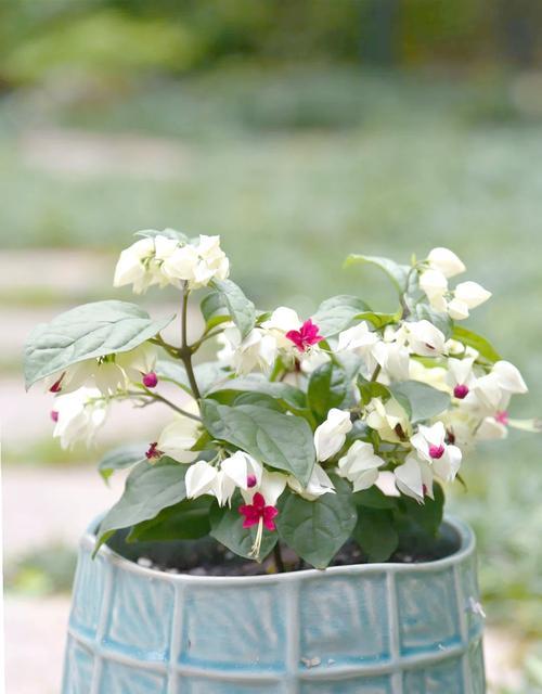 龙吐珠的花语是什么？如何用龙吐珠表达情感？