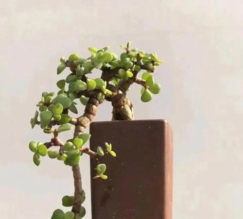 金支玉叶的花语有哪些？如何用它传递爱意？