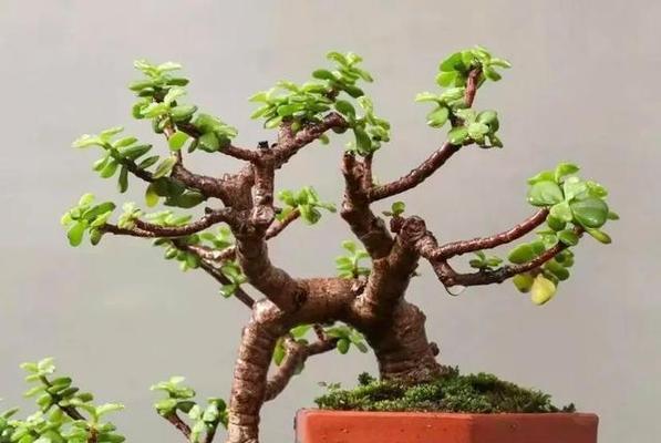 金支玉叶的花语有哪些？如何用它传递爱意？