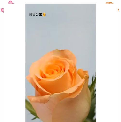 黄玫瑰的花语是什么？如何用黄玫瑰表达爱意？