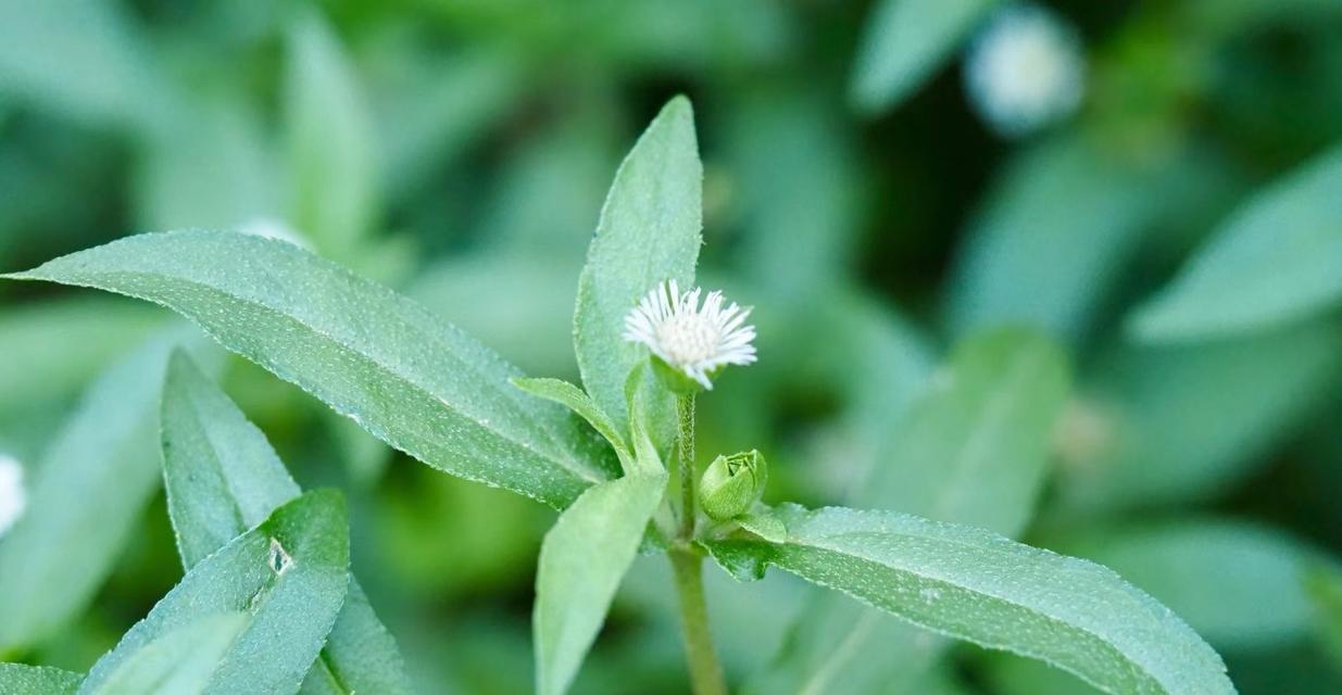 菥蓂花的花语是什么？如何用菥蓂花传递爱意？