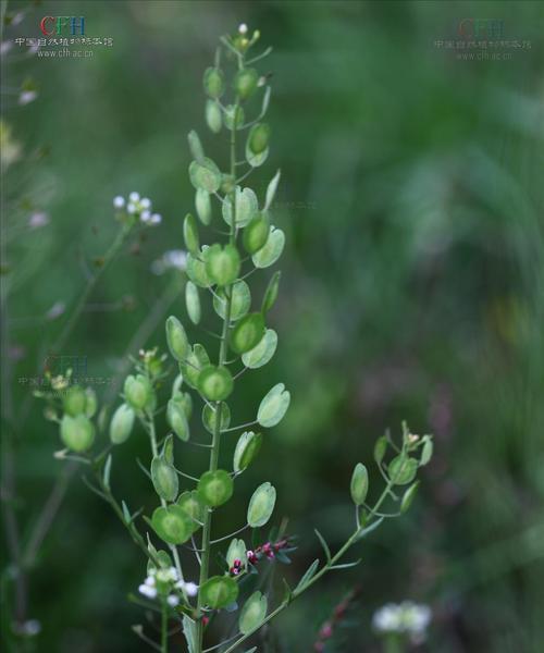 菥蓂花的花语是什么？如何用菥蓂花传递爱意？