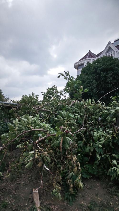 无花果树的花语是什么？如何用无花果树表达情感？