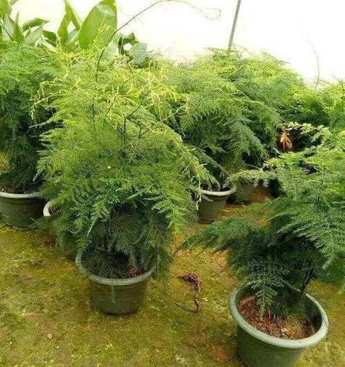 水养文竹的花语有哪些？如何用文竹表达爱意？