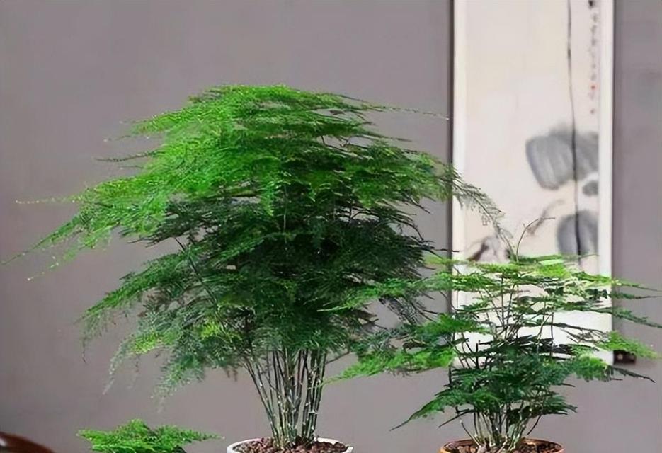 水养文竹的花语有哪些？如何用文竹表达爱意？