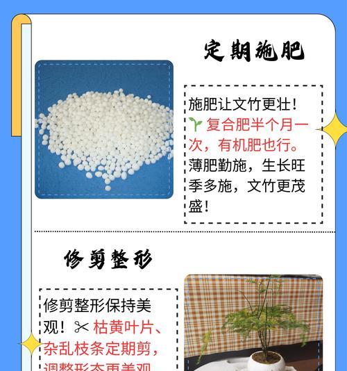 水养文竹的花语有哪些？如何用文竹表达爱意？