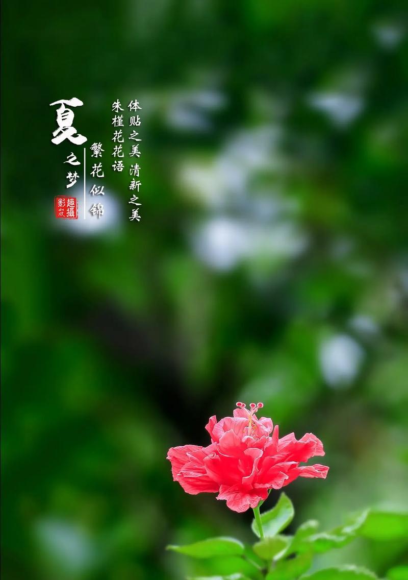 大红花的花语代表什么含义？