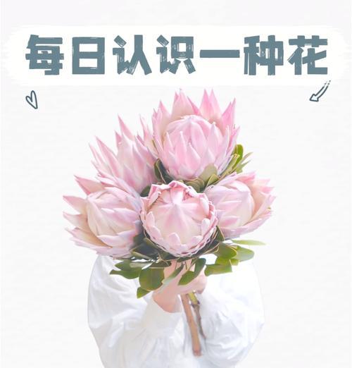 蒂王花的花语是什么意思？