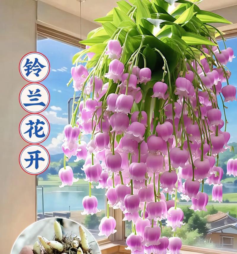 小吊兰花的花语代表什么？