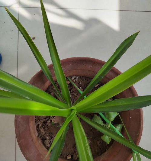 小吊兰花的花语代表什么？
