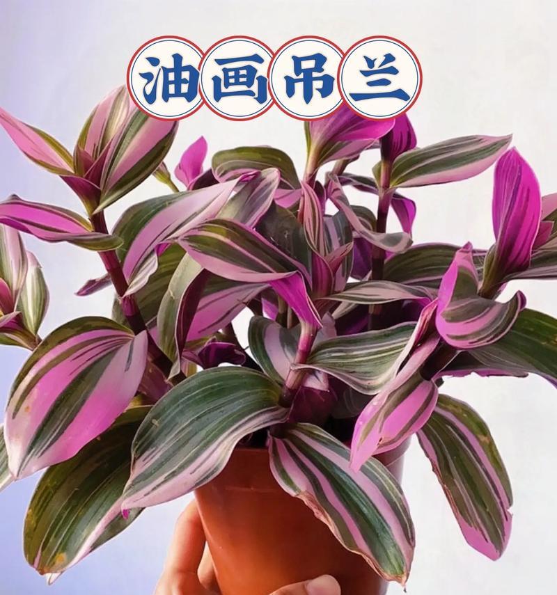 小吊兰花的花语代表什么？