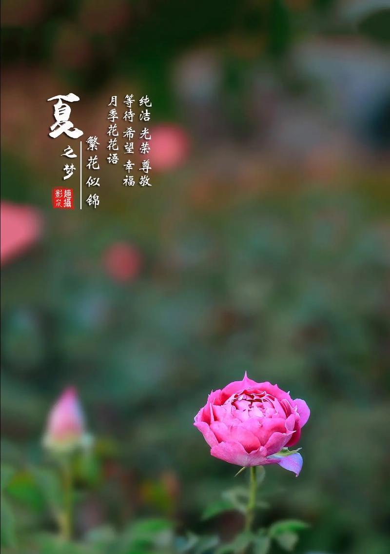 灰璃月季的花语是什么意思？