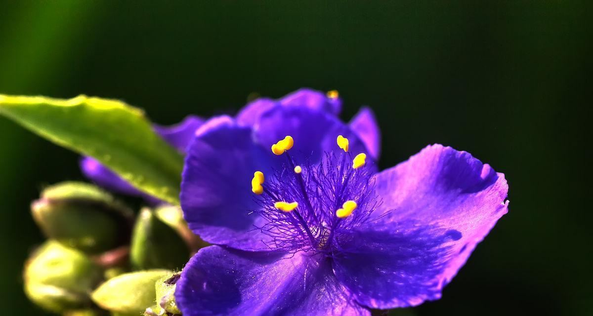 紫鸭拓草的花语代表什么？
